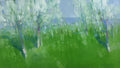 Blossom Trees