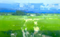 Summer Field