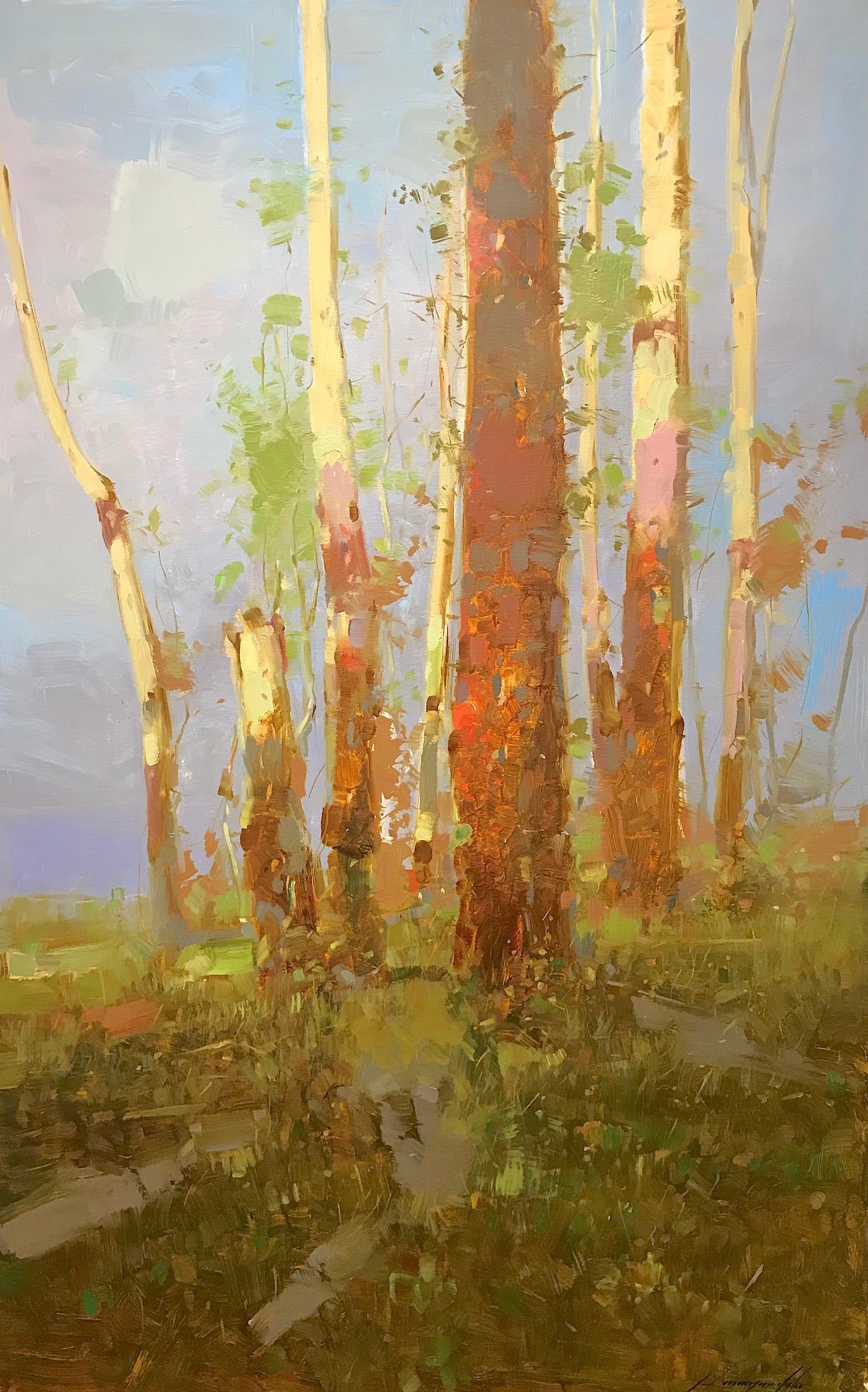 Birches Trees